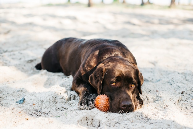 Bezpłatne zdjęcie pies relaks na plaży