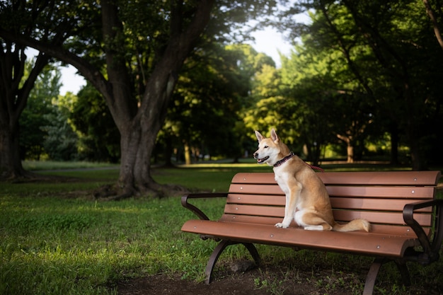 Bezpłatne zdjęcie pies shiba inu na spacerze