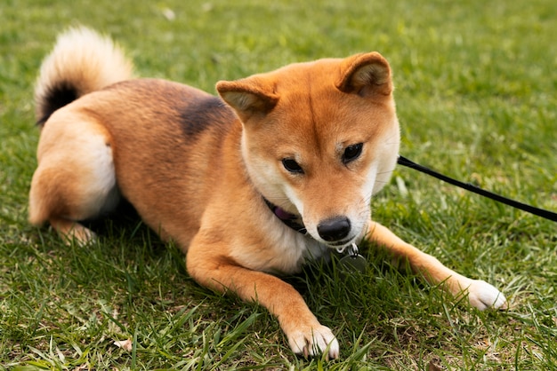 Pies shiba inu o wysokim kącie leżący na trawie