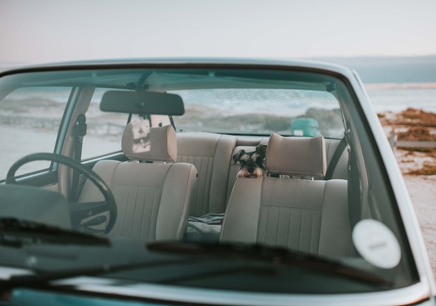 Pies siedzi na tylnym siedzeniu starego stylowego samochodu