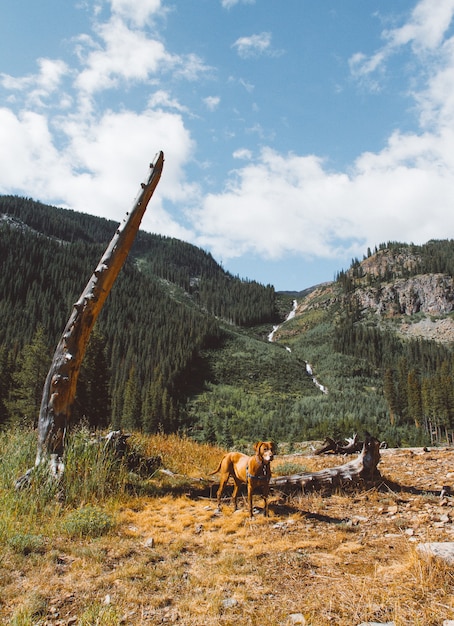Bezpłatne zdjęcie pies stojący w polu suchej trawy w pobliżu złamanego drzewa z góry