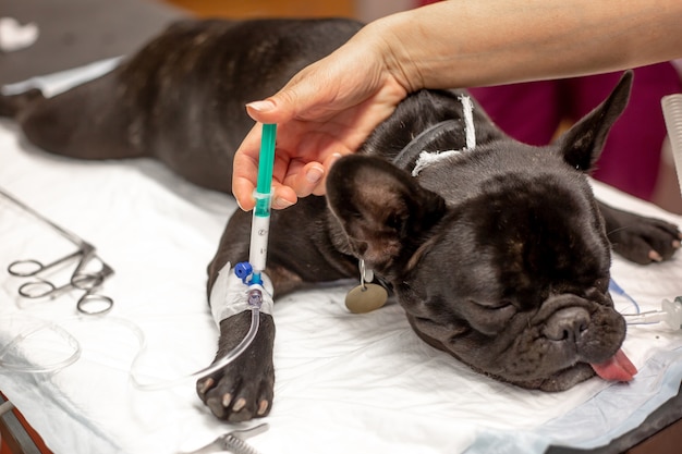 Pies w sali operacyjnej przed zabiegiem w znieczuleniu, koncepcja weterynarza