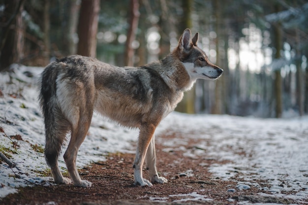 pies w zimowym lesie