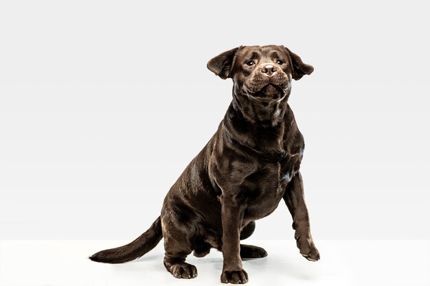 Pies zabawny czekoladowy labrador retriever siedzi.