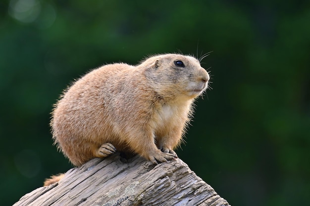 Piesek preriowy Cynomys ludovicianus Piękne słodkie zwierzę