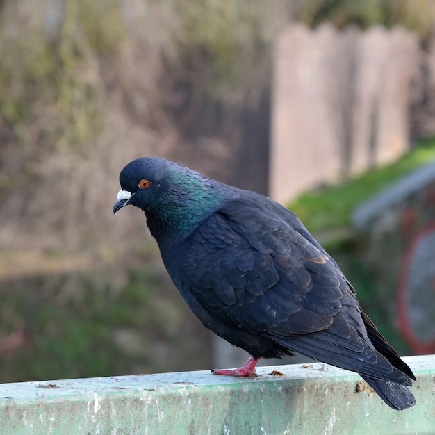 &quot;Pigeon na poręcz&quot;