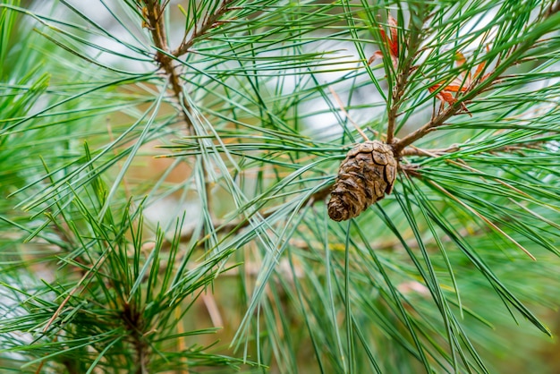 Pine Cone (filtrowany obraz przetwarzany rocznika efekt.)