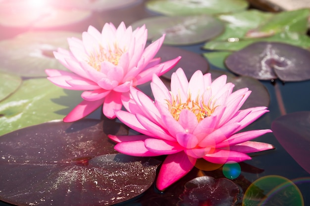 Bezpłatne zdjęcie pink lotus, piękna waterlily z sunlight i flare