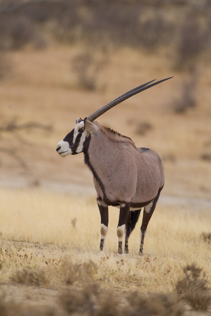 Bezpłatny plik Zdjęcie pionowa selekcyjna ostrość gemsbok schwytany na pustyni