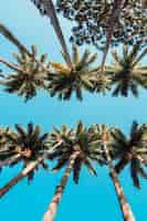 Bezpłatne zdjęcie pionowe, niski kąt strzału palm w ogrodzie botanicznym w rio