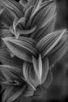 Bezpłatne zdjęcie pionowe odcienie szarości zbliżenie strzał piękny kwiatowy zadymiony