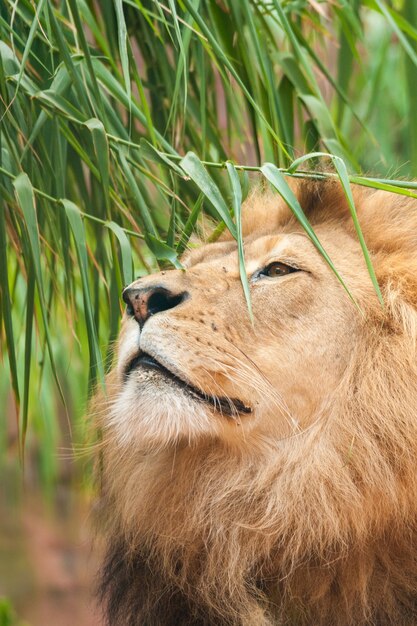 Pionowe płytkie zbliżenie strzału samca lwa z zieloną rośliną