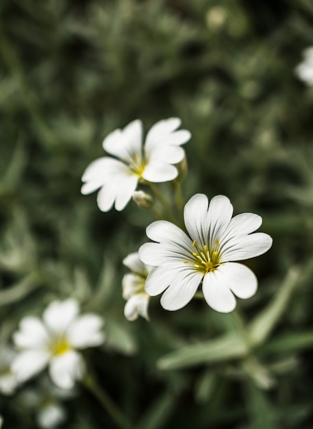 Bezpłatne zdjęcie pionowe selektywne fokus strzał białych kwiatów stitchwort greater