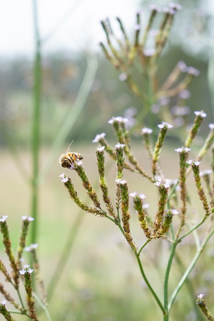 Pionowe selektywne fokus strzał Pszczoła na gałęzi słodkiej trawy
