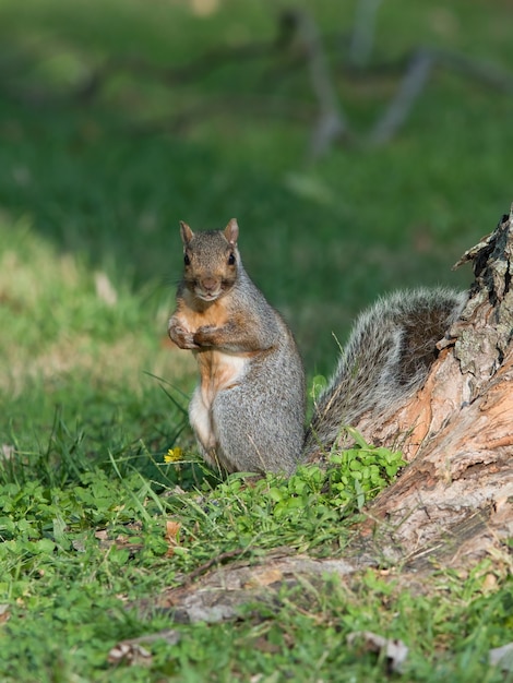 Pionowe selektywne fokus strzał wiewiórki w lesie
