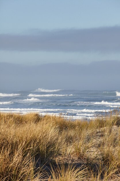 Pionowe shot of beachgrass rano w Cannon Beach w stanie Oregon