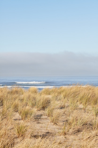 Pionowe shot of beachgrass rano w Cannon Beach w stanie Oregon