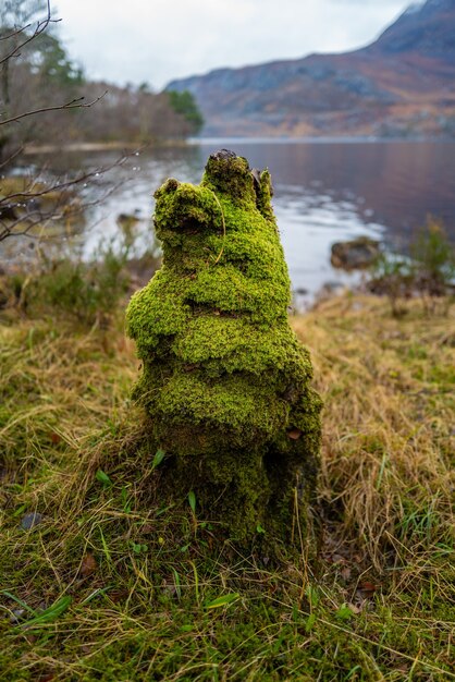 Pionowe strzał zbliżenie pnia pokrytego mchem w Loch Maree, Highlands w Szkocji