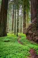 Bezpłatne zdjęcie pionowe ujęcie avenue of the giants w kalifornii