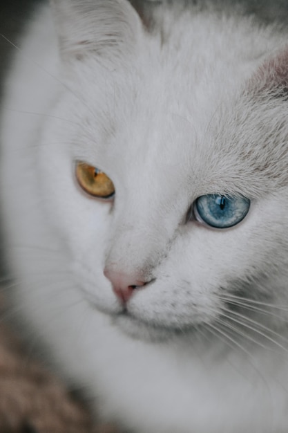 Pionowe ujęcie białego kota o różnych kolorowych oczach