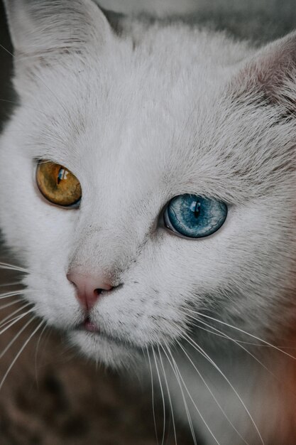 Pionowe ujęcie białego kota o różnych kolorowych oczach