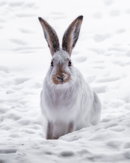 Pionowe ujęcie białego królika w polu pokryte śniegiem