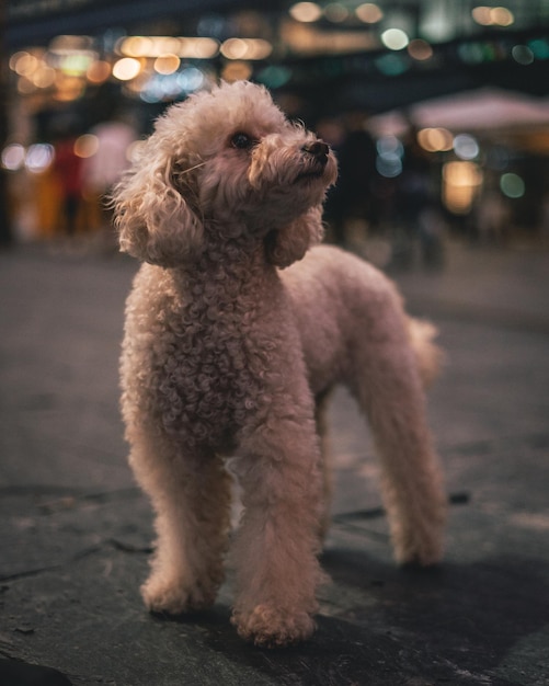 Bezpłatne zdjęcie pionowe ujęcie brązowego psa na zewnątrz na ulicy