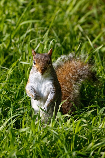 Pionowe ujęcie cute wiewiórki na trawie