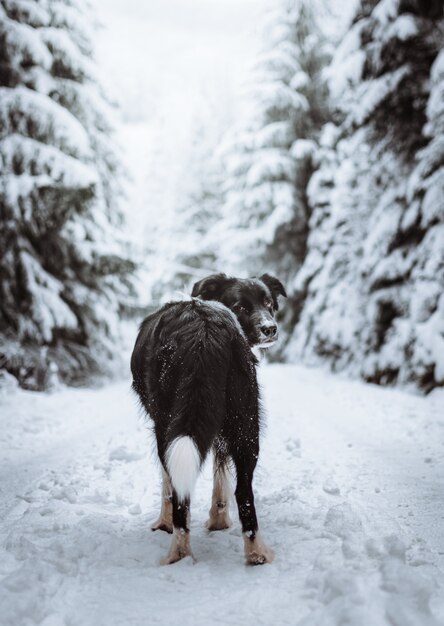 Pionowe ujęcie czarnego border collie w lesie pokrytym śniegiem