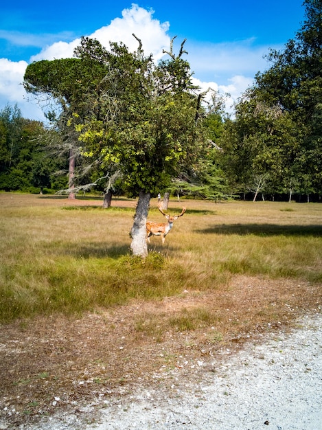 Pionowe ujęcie czujnego jelenia stojącego za drzewem