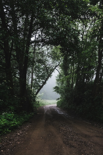 Pionowe ujęcie drogi leśnej podczas mglistej pogody
