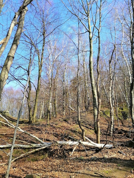 Pionowe ujęcie drzew, liści i połamanych gałęzi w lesie Jelenia Góra, Polska