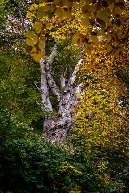 Pionowe ujęcie drzew z żółtymi jesiennymi liśćmi
