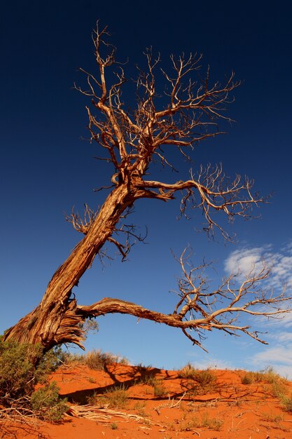 Pionowe ujęcie dużego suchego drzewa na pustyni na tle błękitnego nieba