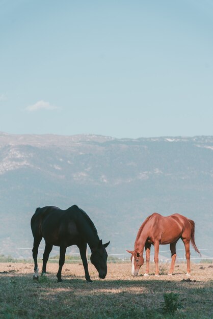 Pionowe ujęcie dwóch koni wypasanych na pastwiskach z wysokimi górami