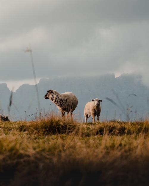 Pionowe ujęcie dwóch owiec na użytkach zielonych w górach