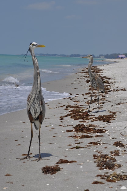 Pionowe ujęcie dwóch wielkich czapli niebieskich na plaży w pobliżu fal morskich, cieszących się ciepłą pogodą