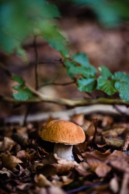 Pionowe ujęcie dzikiego grzyba rosnącego w lesie w świetle słonecznym o rozmytej powierzchni