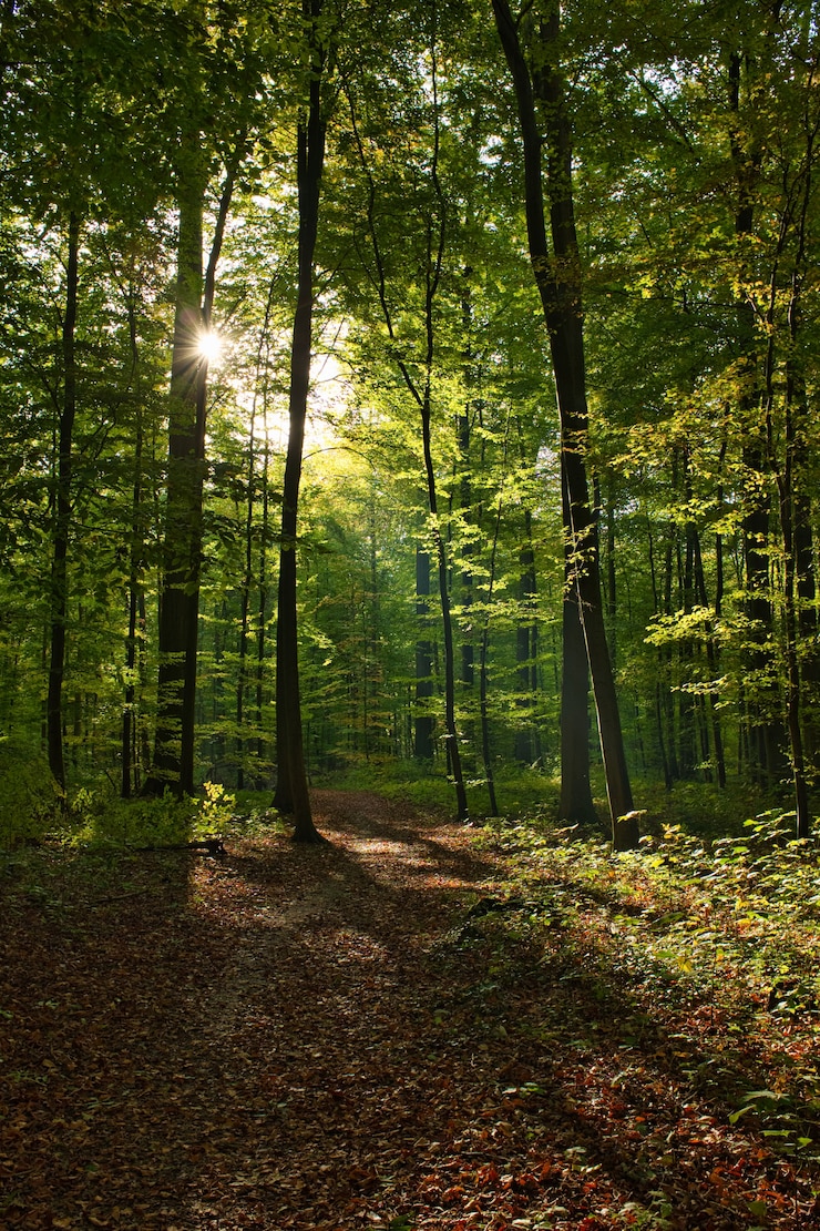 Bezpłatny plik Zdjęcie pionowe ujęcie forêt de soignes, belgia, bruksela ze słońcem świecącym przez gałęzie