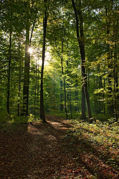 Pionowe ujęcie Forêt de Soignes, Belgia, Bruksela ze słońcem świecącym przez gałęzie