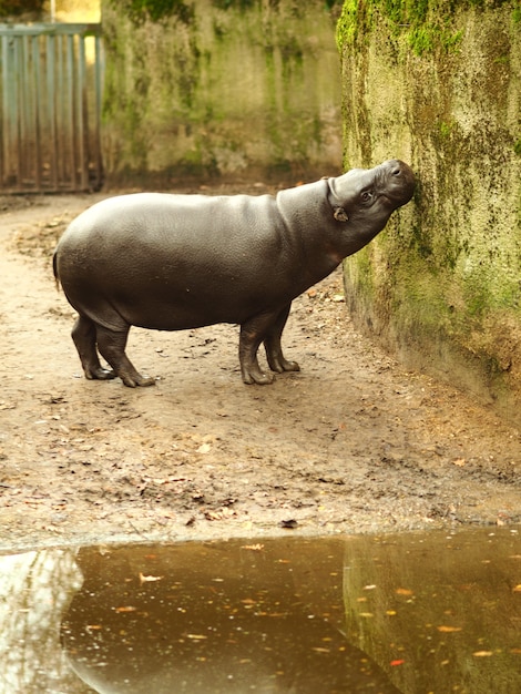 Bezpłatne zdjęcie pionowe ujęcie hipopotama stojącego nad wodą