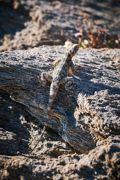 Pionowe ujęcie jaszczurki kamuflujące się na kamieniu z teksturą pod światłem słonecznym