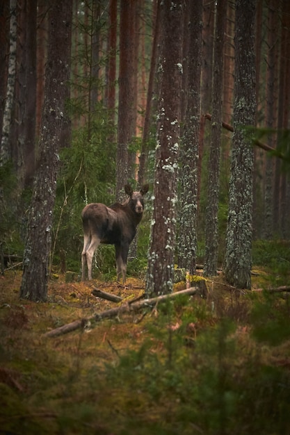 Pionowe ujęcie jelenia w lesie z wysokimi drzewami w ciągu dnia