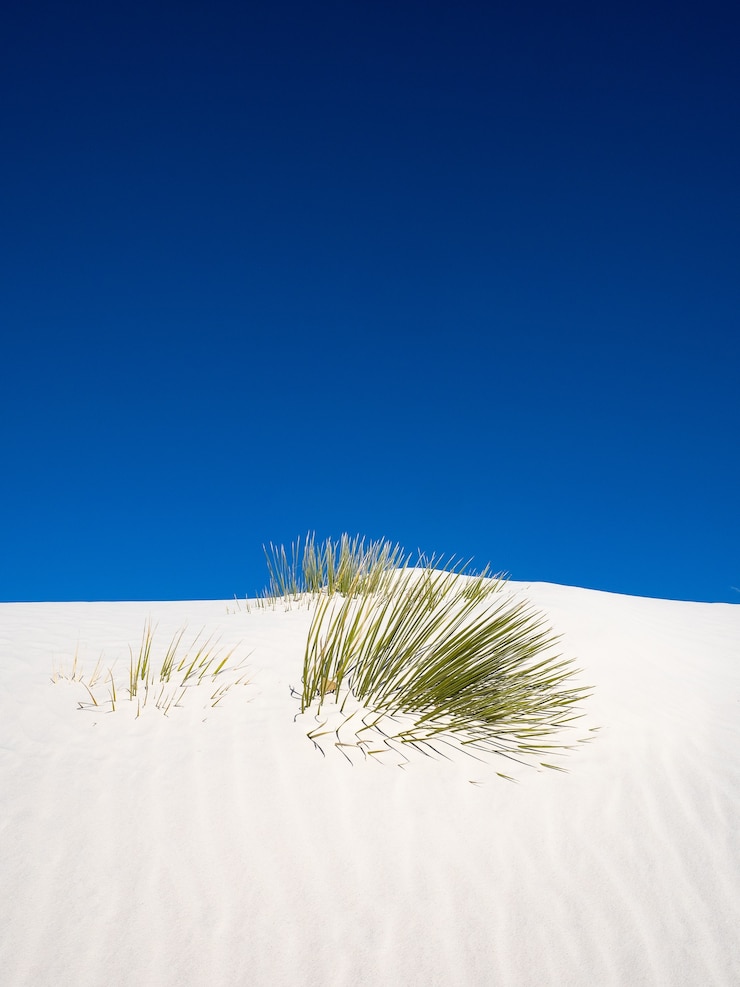 Bezpłatny plik Zdjęcie pionowe ujęcie juki z drzewa mydlanego próbującego dostać się nad wydmę w parku narodowym white sands