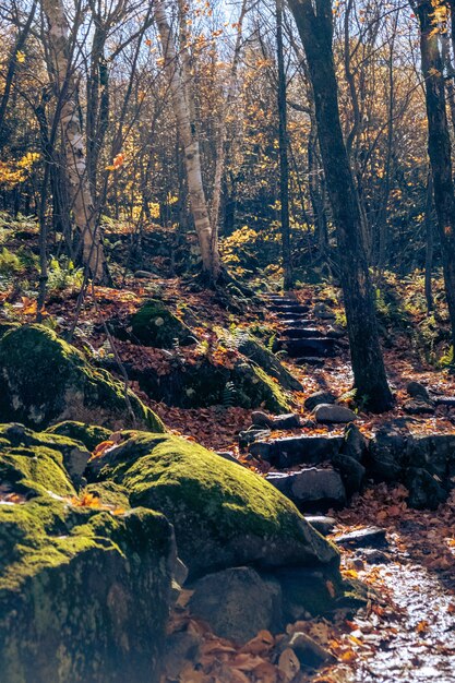 Pionowe ujęcie kamiennych schodów na leśnym szlaku jesienią