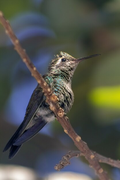 Pionowe ujęcie kolibra siedzącego na gałęzi drzewa