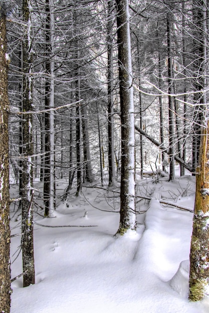 Pionowe ujęcie lasu pokrytego śniegiem w zimie