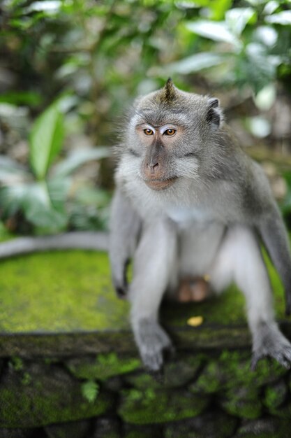 Pionowe ujęcie makaka siedzącego na skale pokrytej mchem