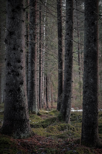Pionowe ujęcie nagich wysokich drzew ciemnego lasu w ponury dzień