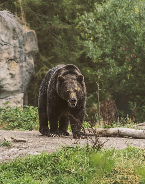 Bezpłatne zdjęcie pionowe ujęcie niedźwiedzia grizzly idącego ścieżką z niewyraźnym lasem w tle